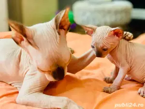 Pisicute Sphynx Sfinx - imagine 5