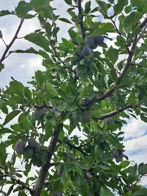 Vindem teren pentru casă și livadă de prun - imagine 4