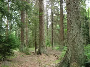 Vand padure Bacau - 270 ha teren padure - imagine 2