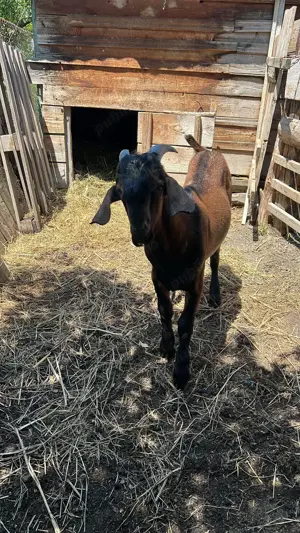 Vând țap            - imagine 2