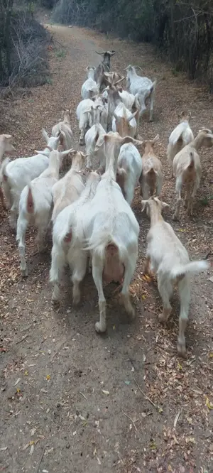 Vand capre si iezi - imagine 3