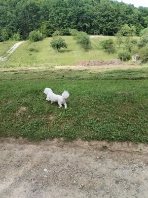 Teren de vânzare intravilan  - imagine 3