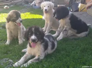 Catei ciobanesc de bucovina - imagine 5 Catei ciobanesc de bucovina - imagine 5