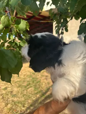 Băieți shih tzu adorabili - imagine 3 Băieți shih tzu adorabili - imagine 3