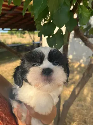 Băieți shih tzu adorabili