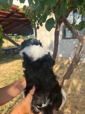Băieți shih tzu adorabili - imagine 5 Băieți shih tzu adorabili - imagine 5