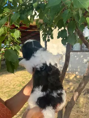 Băieți shih tzu adorabili - imagine 4 Băieți shih tzu adorabili - imagine 4