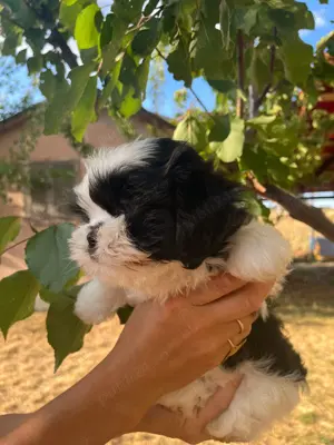 Băieți shih tzu adorabili - imagine 2 Băieți shih tzu adorabili - imagine 2