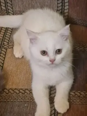 British Shorthair și Longhair White si Silver Tabby, masculi si femele  - imagine 4