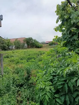 Casa și  grădina 2100 mp - imagine 5