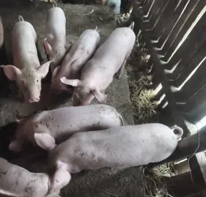 Groștei de vânzare 