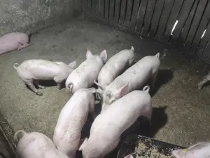 Groștei de vânzare  - imagine 3