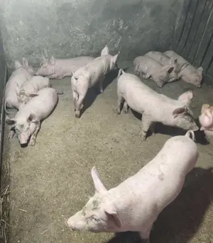 Groștei de vânzare  - imagine 2