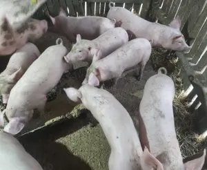 Groștei de vânzare  - imagine 5