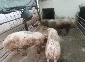 Porci de vânzare 