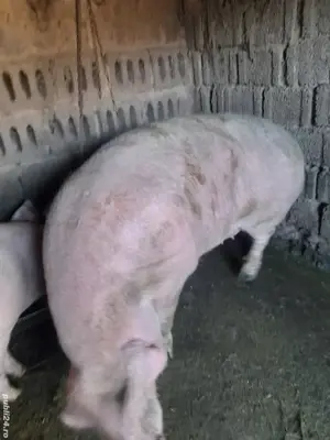 Porci de vânzare - imagine 2 Porci de vânzare - imagine 2