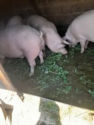 Porci de vânzare - imagine 3 Porci de vânzare - imagine 3