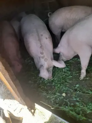 Porci de vânzare
