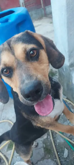 Donez Beagle-Metiș paznic de curte !