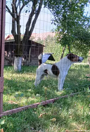 Foxterrier cu păr neted