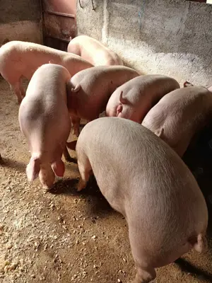 Vând porci de carne 