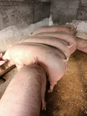Vând porci de carne  - imagine 3