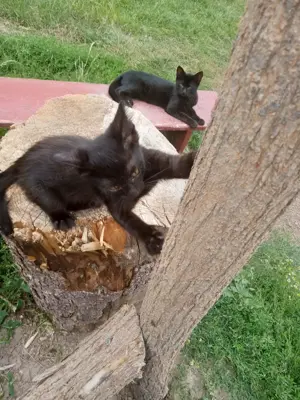 Pisici pentru adoptie gratuit 