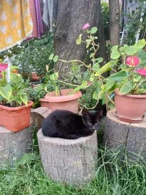 Pisici pentru adoptie gratuit  - imagine 3