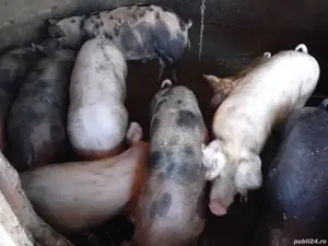 Porci de carne de 80kg la130 