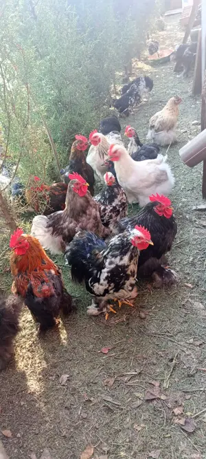 vand cocosi Cochinchina putic  - imagine 5 vand cocosi Cochinchina putic  - imagine 5