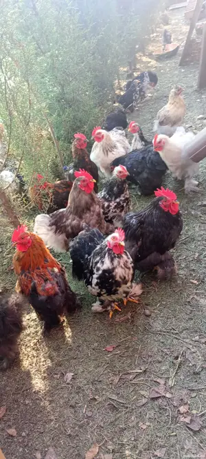 vand cocosi Cochinchina putic  - imagine 4 vand cocosi Cochinchina putic  - imagine 4