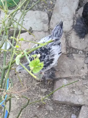 Pui mari de găini Brahma - imagine 4 Pui mari de găini Brahma - imagine 4