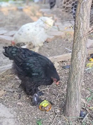 Pui mari de găini Brahma