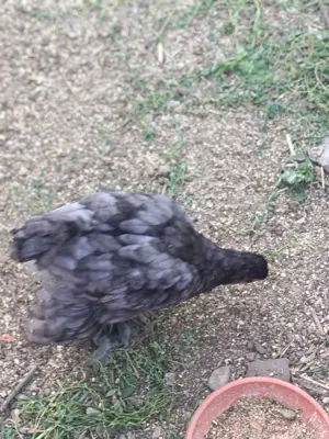 Pui mari de găini Brahma - imagine 2 Pui mari de găini Brahma - imagine 2