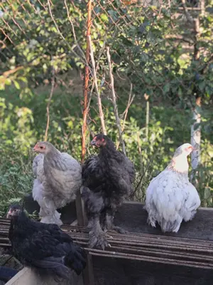 Pui mari de găini Brahma - imagine 3 Pui mari de găini Brahma - imagine 3