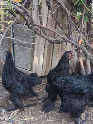 Pui mari de găini Brahma - imagine 5 Pui mari de găini Brahma - imagine 5