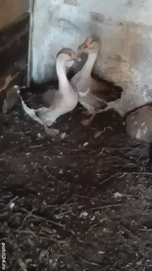 vănd  familie de găste americane  - imagine 2