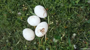 vănd  familie de găste americane  - imagine 3