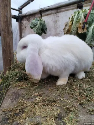 berbec german  - imagine 2