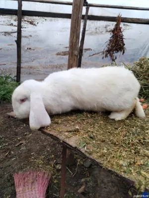 berbec german  - imagine 4