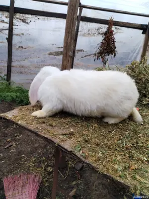 berbec german  - imagine 3