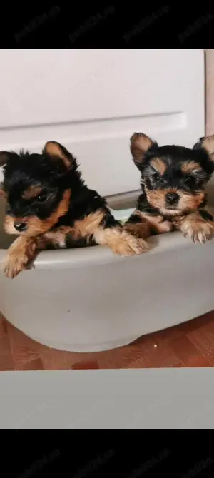 Yorkshire Terrier toy  - imagine 2