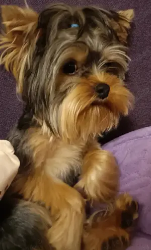 Yorkshire Terrier toy  - imagine 3