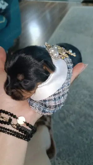 Yorkshire Terrier toy  - imagine 5