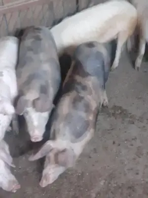 Porci de vanzare 