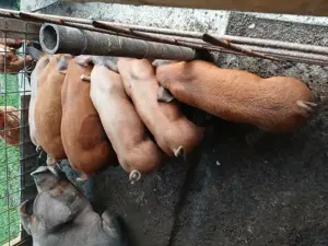 Purcei de vînzare  - imagine 2