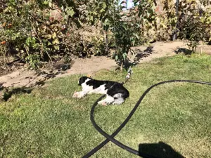 Casă vânzare Casa Tineretului Craiova - imagine 10