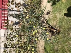 Casă vânzare Casa Tineretului Craiova - imagine 9