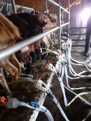 Aparat muls oi si capre 12 posturi - imagine 3