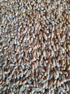 Vând grâu de sămânță glosa 